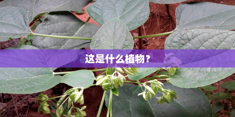这是什么植物？