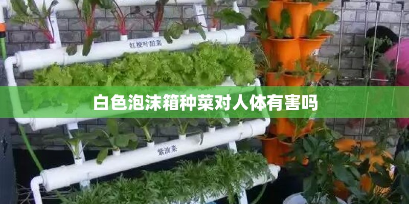 白色泡沫箱种菜对人体有害吗