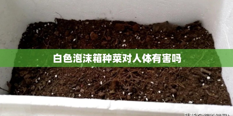 白色泡沫箱种菜对人体有害吗