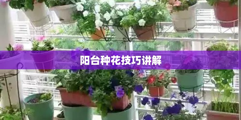 阳台种花技巧讲解