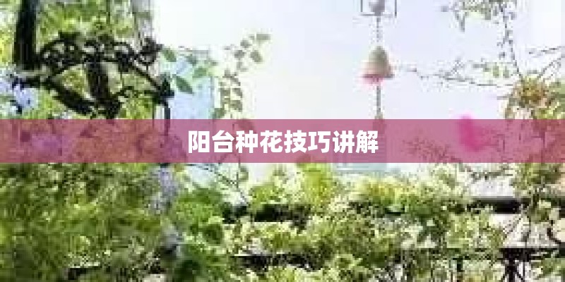 阳台种花技巧讲解
