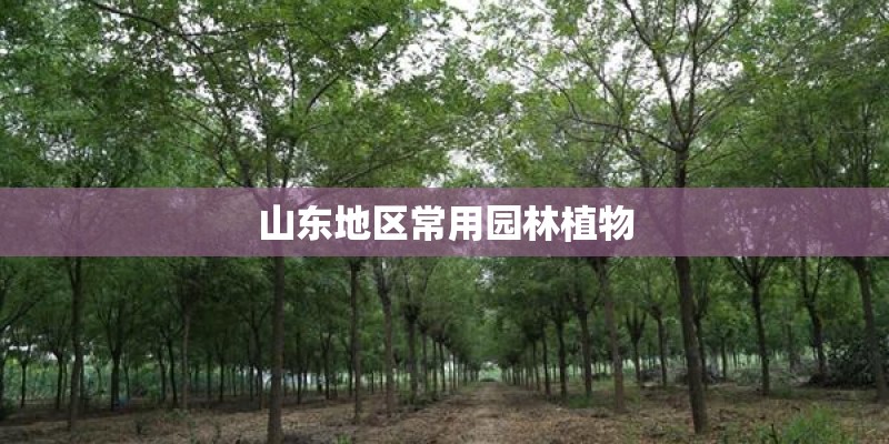 山东地区常用园林植物