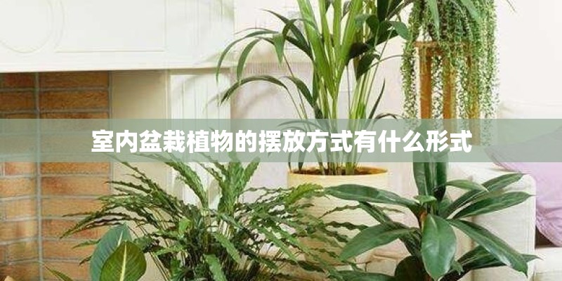 室内盆栽植物的摆放方式有什么形式