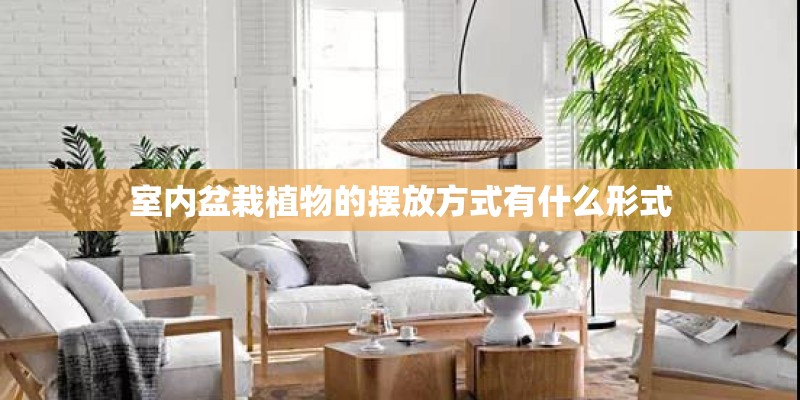 室内盆栽植物的摆放方式有什么形式