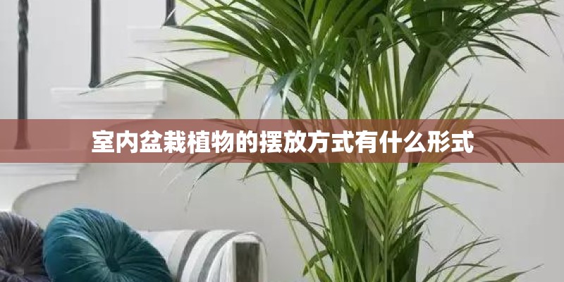 室内盆栽植物的摆放方式有什么形式