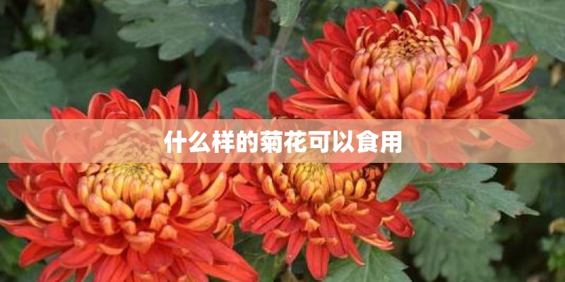 什么样的菊花可以食用
