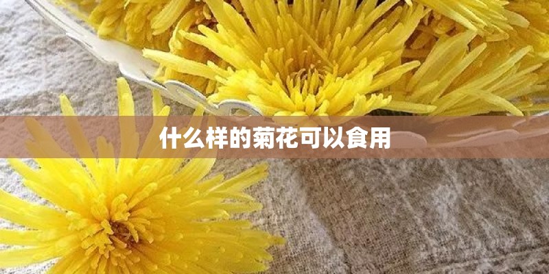 什么样的菊花可以食用