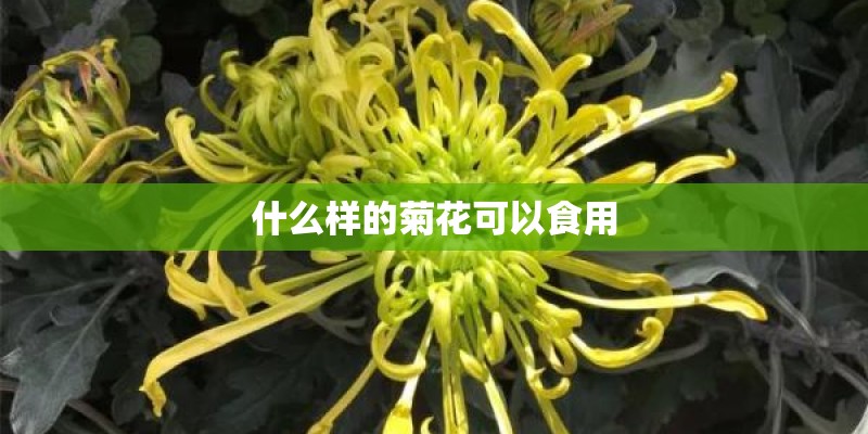 什么样的菊花可以食用
