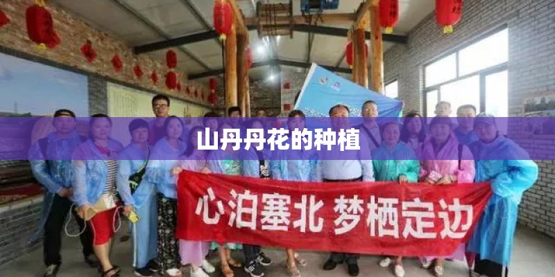 山丹丹花的种植