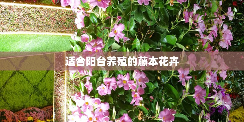 适合阳台养殖的藤本花卉