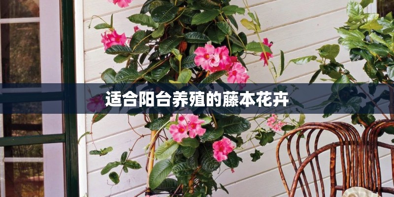 适合阳台养殖的藤本花卉