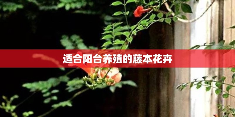 适合阳台养殖的藤本花卉