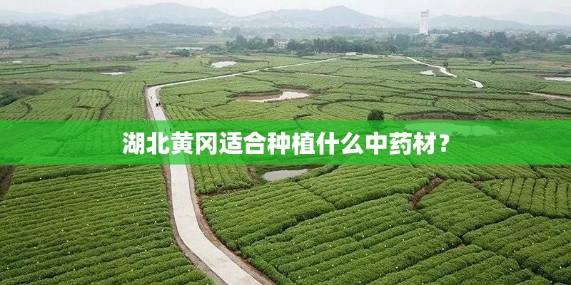 湖北黄冈适合种植什么中药材？