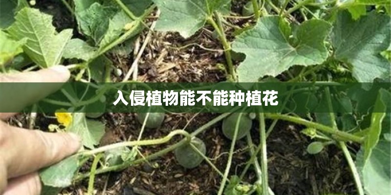 入侵植物能不能种植花 入侵植物能不能种植花