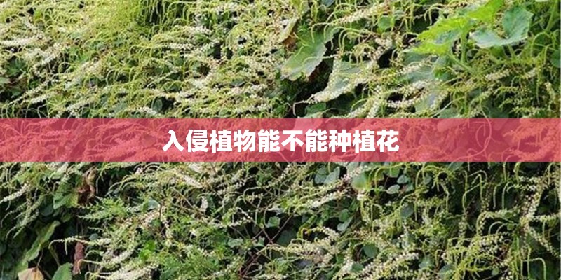 入侵植物能不能种植花 入侵植物能不能种植花
