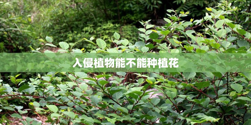 入侵植物能不能种植花 入侵植物能不能种植花