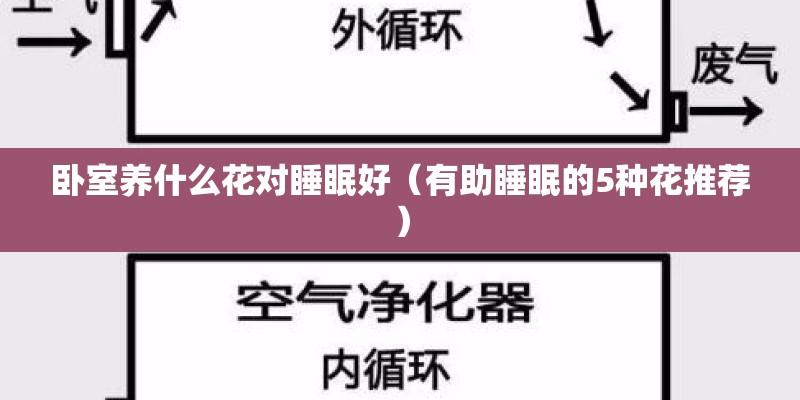 卧室养什么花对睡眠好（有助睡眠的5种花推荐）