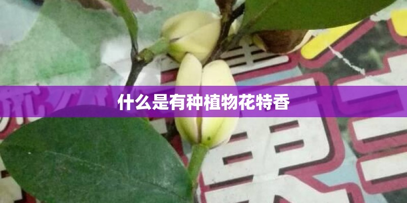 什么是有种植物花特香
