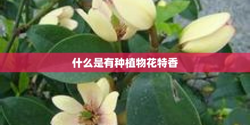 什么是有种植物花特香