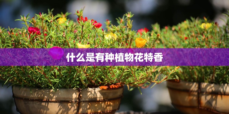 什么是有种植物花特香