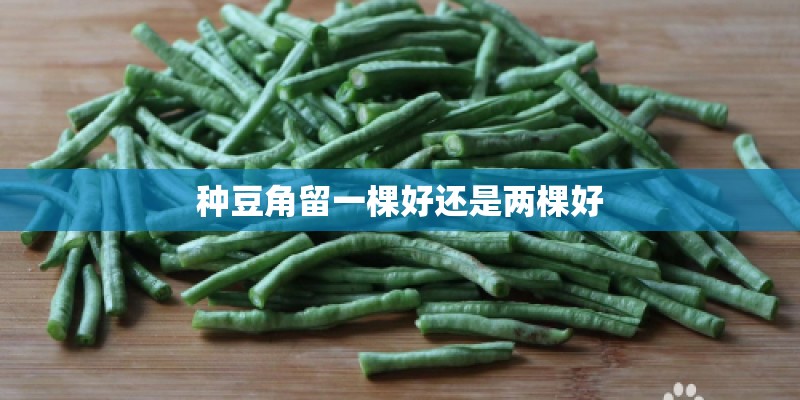种豆角留一棵好还是两棵好