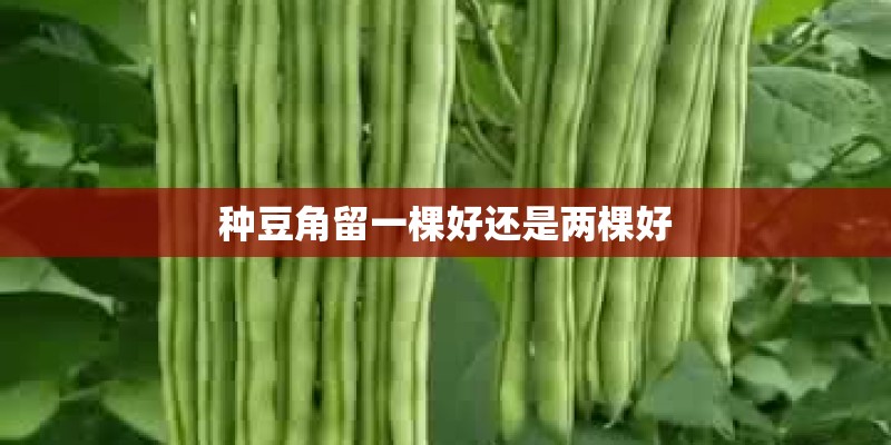种豆角留一棵好还是两棵好