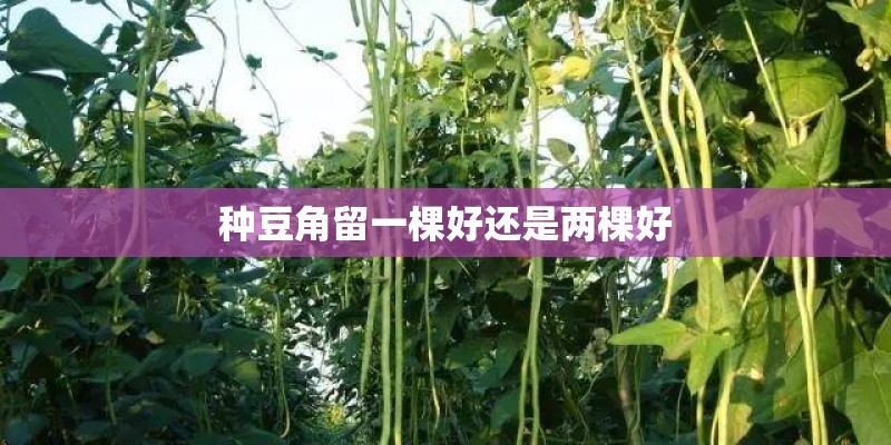 种豆角留一棵好还是两棵好