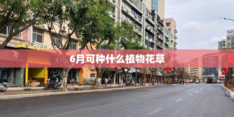6月可种什么植物花草