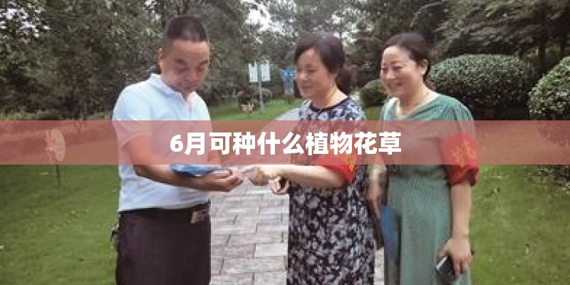 6月可种什么植物花草