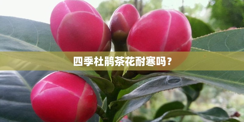 四季杜鹃茶花耐寒吗？