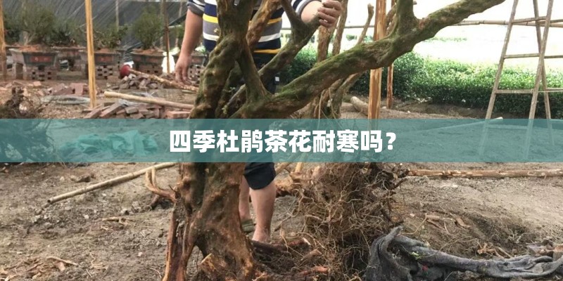 四季杜鹃茶花耐寒吗？