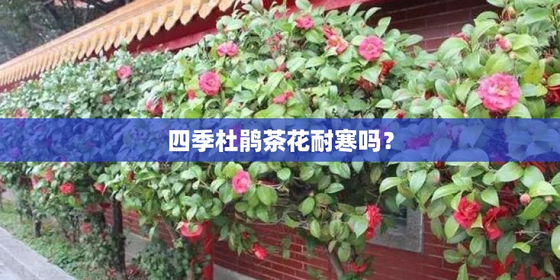 四季杜鹃茶花耐寒吗？