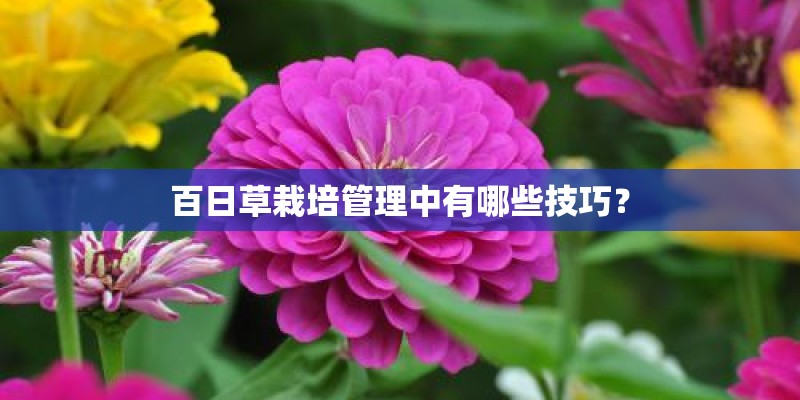 百日草栽培管理中有哪些技巧？
