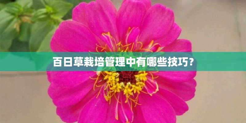 百日草栽培管理中有哪些技巧？