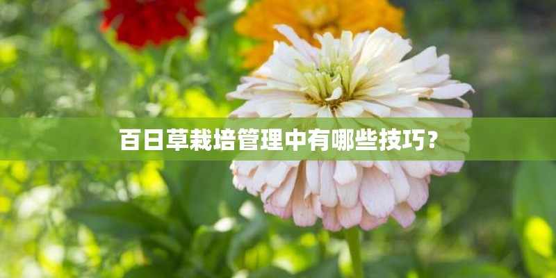 百日草栽培管理中有哪些技巧？