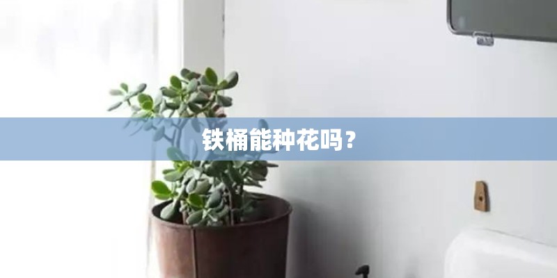 铁桶能种花吗？