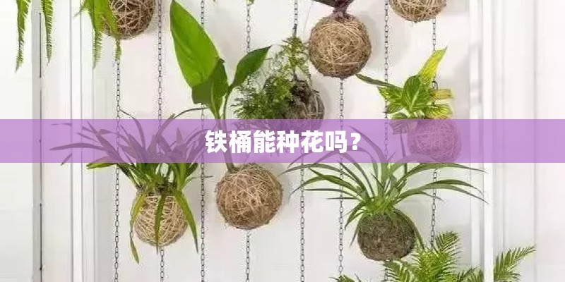 铁桶能种花吗？