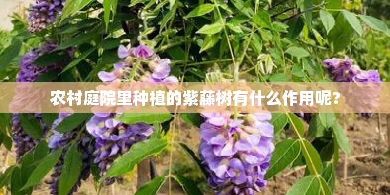 农村庭院里种植的紫藤树有什么作用呢? 农村庭院里种植的紫藤树有什么作用呢?