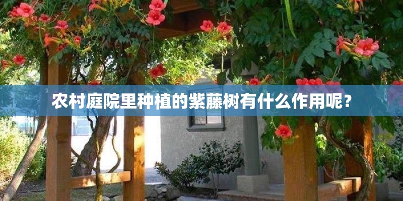 农村庭院里种植的紫藤树有什么作用呢? 农村庭院里种植的紫藤树有什么作用呢?