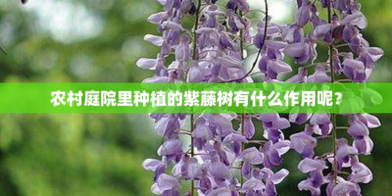 农村庭院里种植的紫藤树有什么作用呢? 农村庭院里种植的紫藤树有什么作用呢?