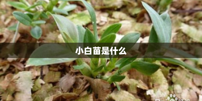 小白苗是什么