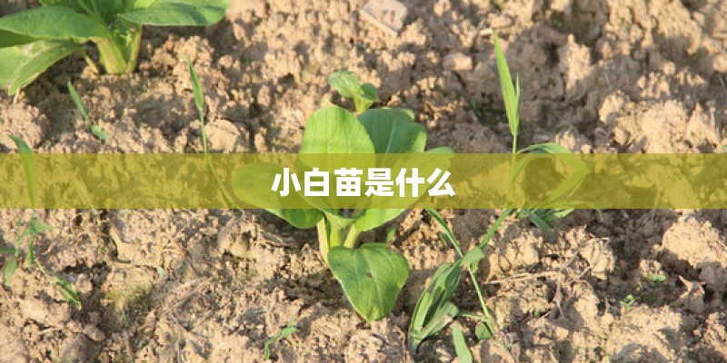 小白苗是什么
