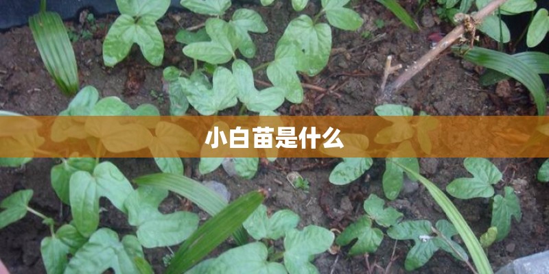 小白苗是什么