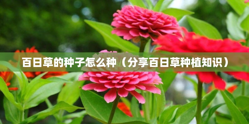 百日草的种子怎么种（分享百日草种植知识）