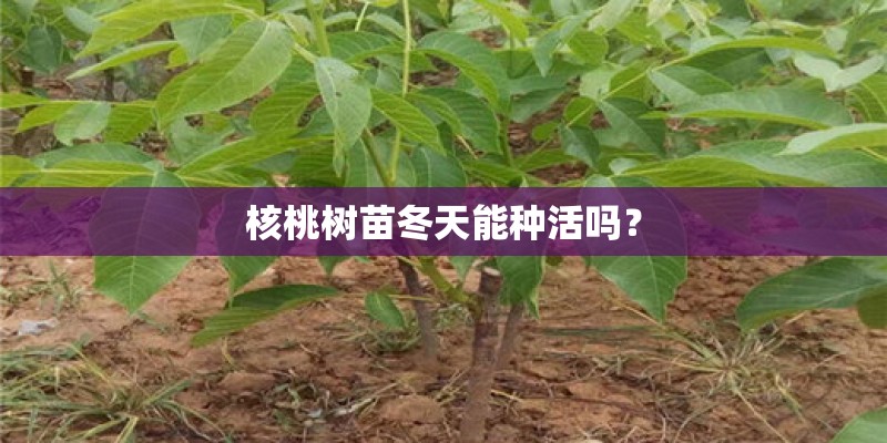 核桃树苗冬天能种活吗？
