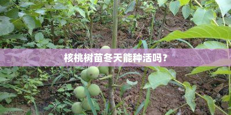 核桃树苗冬天能种活吗？
