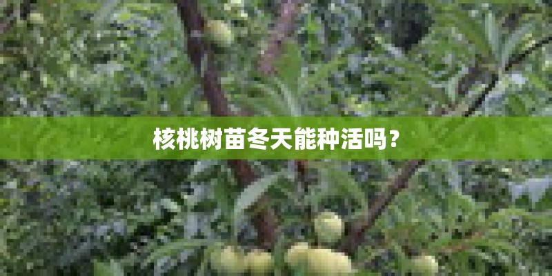 核桃树苗冬天能种活吗？