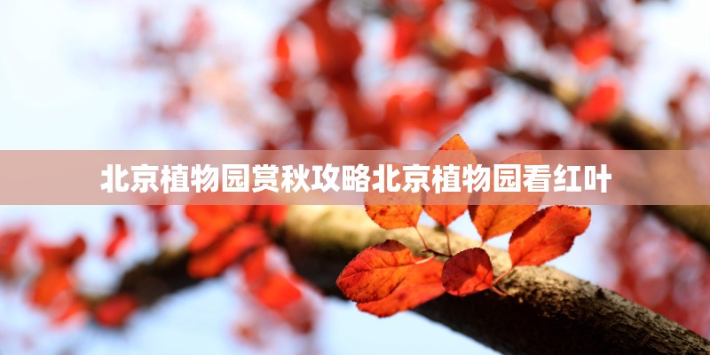 北京植物园赏秋攻略北京植物园看红叶