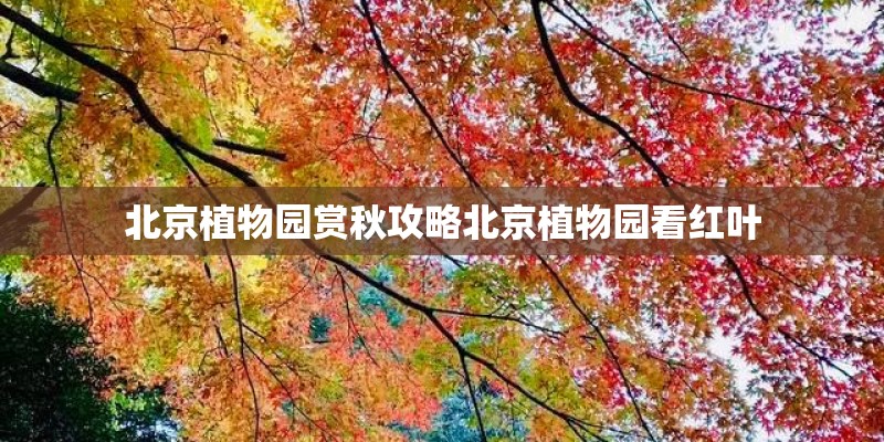 北京植物园赏秋攻略北京植物园看红叶