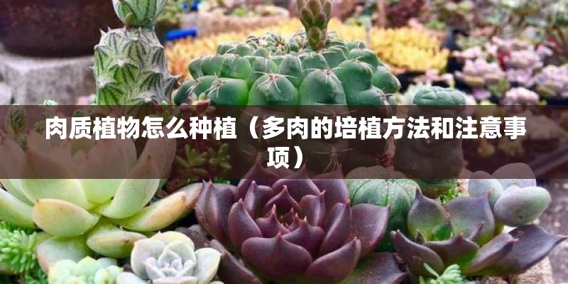 肉质植物怎么种植(多肉的培植方法和注意事项) 肉质植物怎么种植(多肉的培植方法和注意事项)